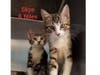 There are many kittens and cats that are looking for their "furever" homes at Somerset Regional Animal Shelter.