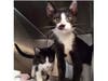There are many kittens and cats that are looking for their "furever" homes at Somerset Regional Animal Shelter.