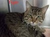 There are many kittens and cats that are looking for their "furever" homes at Somerset Regional Animal Shelter.