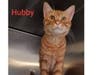 There are many kittens and cats that are looking for their "furever" homes at Somerset Regional Animal Shelter.