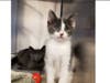 There are many kittens and cats that are looking for their "furever" homes at Somerset Regional Animal Shelter.