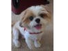 Meet Gus Gus! He has been chosen as Bridgewater Patch's Pet Of The Week.