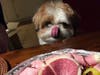 Meet Gus Gus! He has been chosen as Bridgewater Patch's Pet Of The Week.