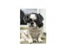 Meet Bella! She has been chosen as Bridgewater Patch's Pet Of The Week. 