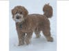 Meet Scooter! He has been chosen as Hillsborough Patch's Pet Of The Week. 