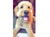 Meet Scooter! He has been chosen as Hillsborough Patch's Pet Of The Week. 