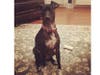 Meet Pepper! She has been chosen as Patch's Pet Of The Week. 