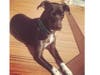 Meet Pepper! She has been chosen as Patch's Pet Of The Week. 