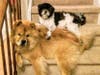 Meet Mocha and Bailey! They have been chosen as Bridgewater Patch's Pets Of The Week. 