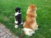Meet Mocha and Bailey! They have been chosen as Bridgewater Patch's Pets Of The Week. 