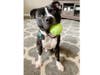 Meet Hank! He has been chosen as Clark Patch's Pet Of The Week. 