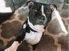 Meet Hank! He has been chosen as Clark Patch's Pet Of The Week. 