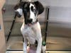 Meet Olive! She has been chosen as Manville Patch's Pet Of The Week. 