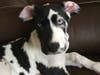 Meet Olive! She has been chosen as Manville Patch's Pet Of The Week. 