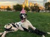 Meet Olive! She has been chosen as Manville Patch's Pet Of The Week. 