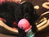 Meet Cosmo! He has been chosen as Hillsborough Patch's Pet Of The Week. 