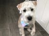 Meet Maximilian! He has been chosen as Basking Ridge Patch's Pet Of The Week. 