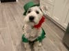 Meet Maximilian! He has been chosen as Basking Ridge Patch's Pet Of The Week. 