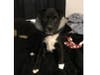 Meet Angel! He has been chosen as Bridgewater Patch's Pet Of The Week. 