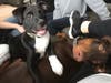 Meet Angel! He has been chosen as Bridgewater Patch's Pet Of The Week. 