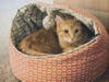 Meet Oliver! He has been chosen as Hillsborough Patch's Pet Of The Week. 