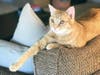 Meet Oliver! He has been chosen as Hillsborough Patch's Pet Of The Week. 