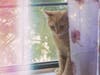 Meet Oliver! He has been chosen as Hillsborough Patch's Pet Of The Week. 