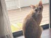 Meet Oliver! He has been chosen as Hillsborough Patch's Pet Of The Week. 