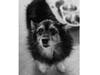 Meet Jet! He has been chosen as Warren Patch's Pet Of The Week. 