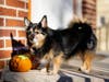 Meet Jet! He has been chosen as Warren Patch's Pet Of The Week. 