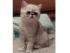 Meet Howard! He has been chosen as Clark-Garwood Patch's Pet Of The Week. 