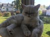 Meet Howard! He has been chosen as Clark-Garwood Patch's Pet Of The Week. 
