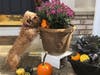 Meet Cooper! He has been chosen as Warren Patch's Pet Of The Week. 