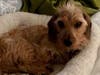 Meet Cooper! He has been chosen as Warren Patch's Pet Of The Week. 