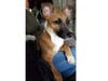 Meet Bodhi! He has been chosen as Bridgewater Patch's Pet Of The Week. 