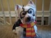 Meet Winston! He has been chosen as Clark-Garwood Patch's Pet Of The Week. 