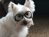 Meet Winston! He has been chosen as Clark-Garwood Patch's Pet Of The Week. 