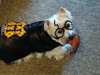 Meet Winston! He has been chosen as Clark-Garwood Patch's Pet Of The Week. 