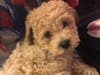 Meet Doodles! He has been chosen as Hillsborough Patch's Pet Of The Week. 