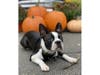 Meet Rufus! He has been chosen as Princeton Patch's Pet Of The Week. 