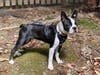 Meet Rufus! He has been chosen as Princeton Patch's Pet Of The Week. 