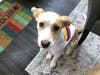 Meet Lamoreaux ​! She has been chosen as Basking Ridge Patch's Pet Of The Week. 