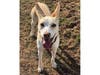 Meet Lamoreaux ​! She has been chosen as Basking Ridge Patch's Pet Of The Week. 
