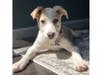 Meet Lamoreaux ​! She has been chosen as Basking Ridge Patch's Pet Of The Week. 