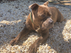 Meet Jax! He has been chosen as Bridgewater Patch's Pet Of The Week. 