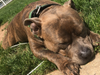 Meet Jax! He has been chosen as Bridgewater Patch's Pet Of The Week. 