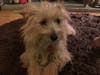 Meet Daisy! She has been chosen as Patch's Pet Of The Week. 