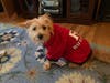 Meet Daisy! She has been chosen as Patch's Pet Of The Week. 