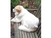 Meet Merri and Beau! They have been chosen as Bridgewater​ Patch's Pets Of The Week. 