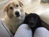 Meet Merri and Beau! They have been chosen as Bridgewater​ Patch's Pets Of The Week. 